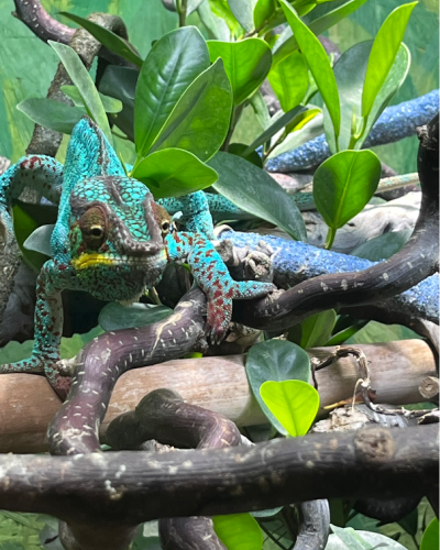 Ausflug zum Reptilienzoo