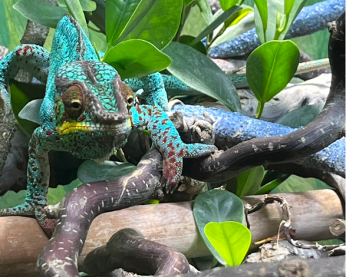 Ausflug zum Reptilienzoo